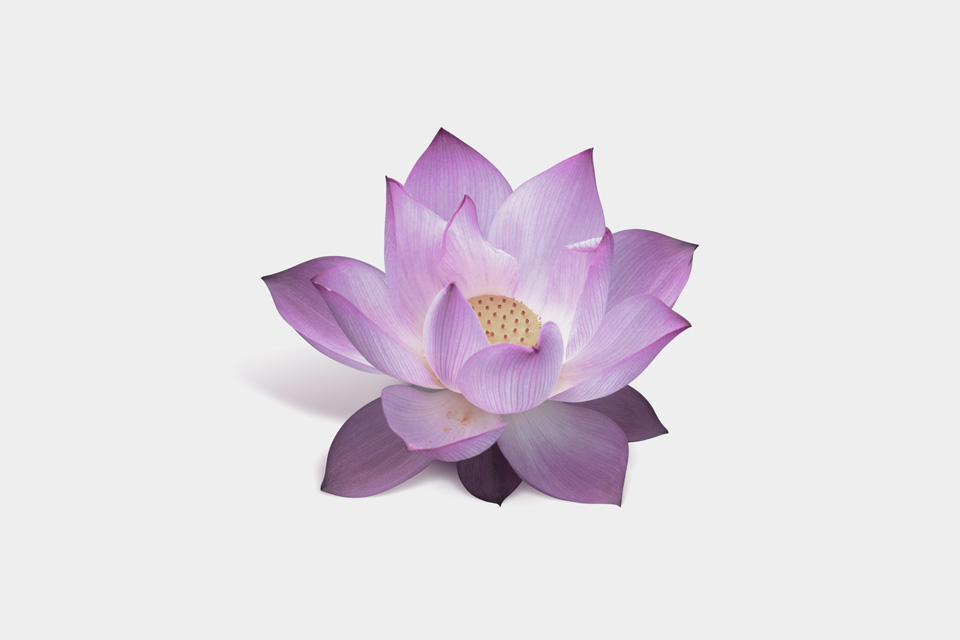 Lotus Counselling